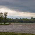 Höckerschwäne suchen bei Gewittersturm Schutz in der Bucht