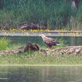 Seeadler