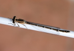 Gemeine Becherjungfer Libelle