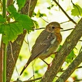 Zwergfliegenschnäpper