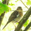 Zwergfliegenschnäpper