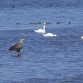 Seeadler in Beobachtungsstellung