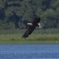 Seeadler im Anflug