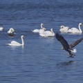 Seeadler mit Beute beim Abflug