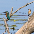 Eisvogel und Braunkehlchen