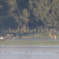 Seeadler mit Rothirschkühen