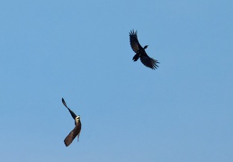 Wanderfalke jagt Schwarzspecht